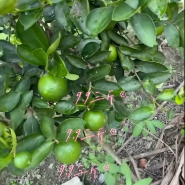 广东香水柠檬，自家果园，原产地直发