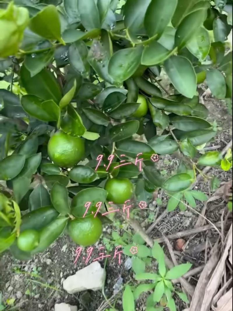 广东香水柠檬，自家果园，原产地直发