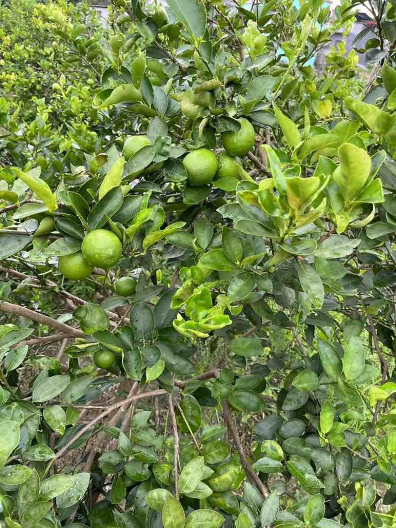 广东香水柠檬，自家果园，原产地直发