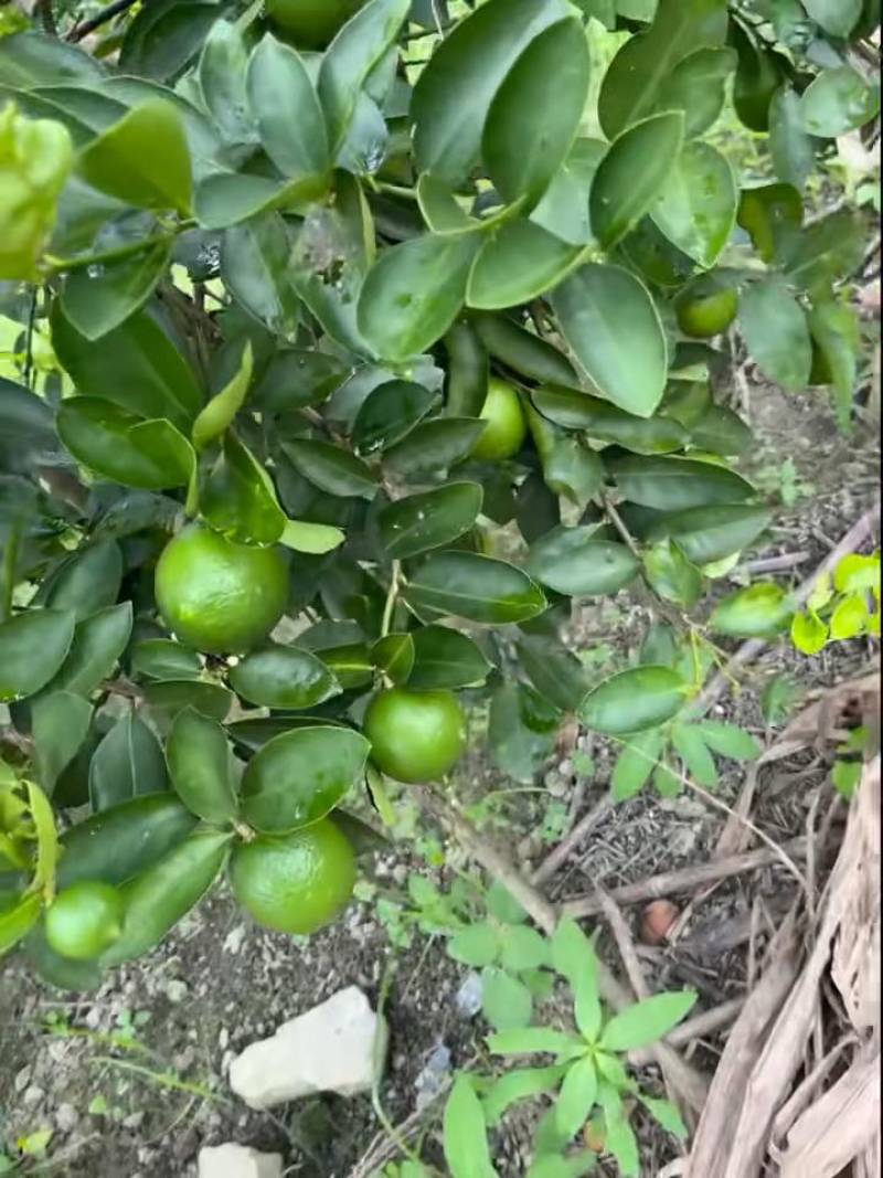 广东香水柠檬，自家果园，原产地直发