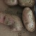 贵州高原海拔2000米的黄心土豆
