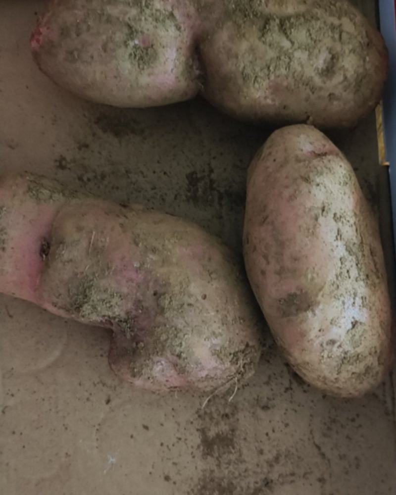 贵州高原海拔2000米的黄心土豆