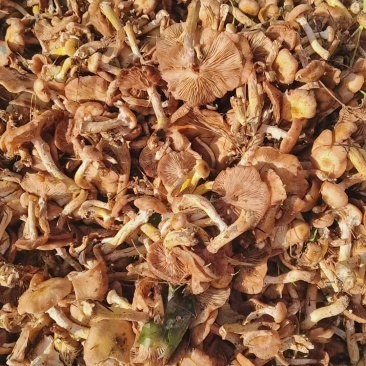 鲜榛蘑，有需要的联系