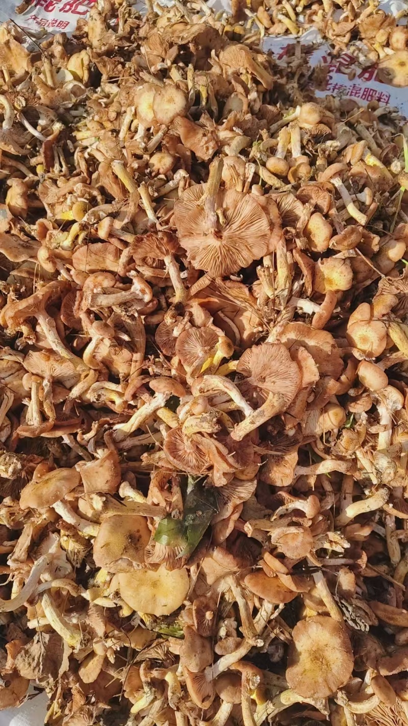 鲜榛蘑，有需要的联系