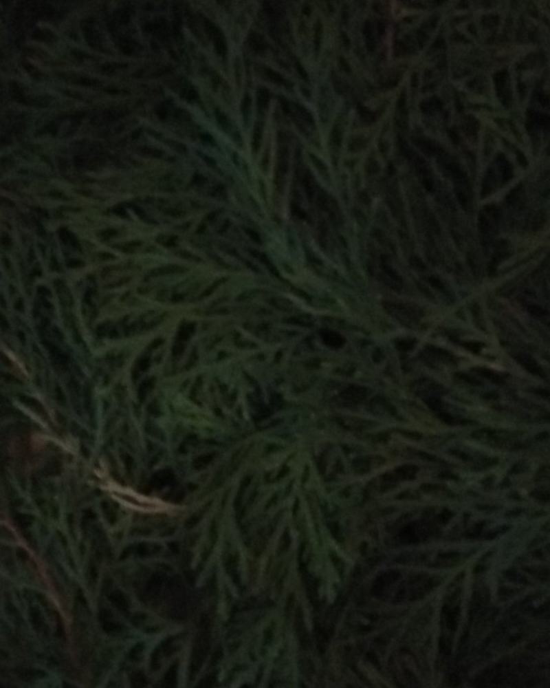 新鲜侧柏叶