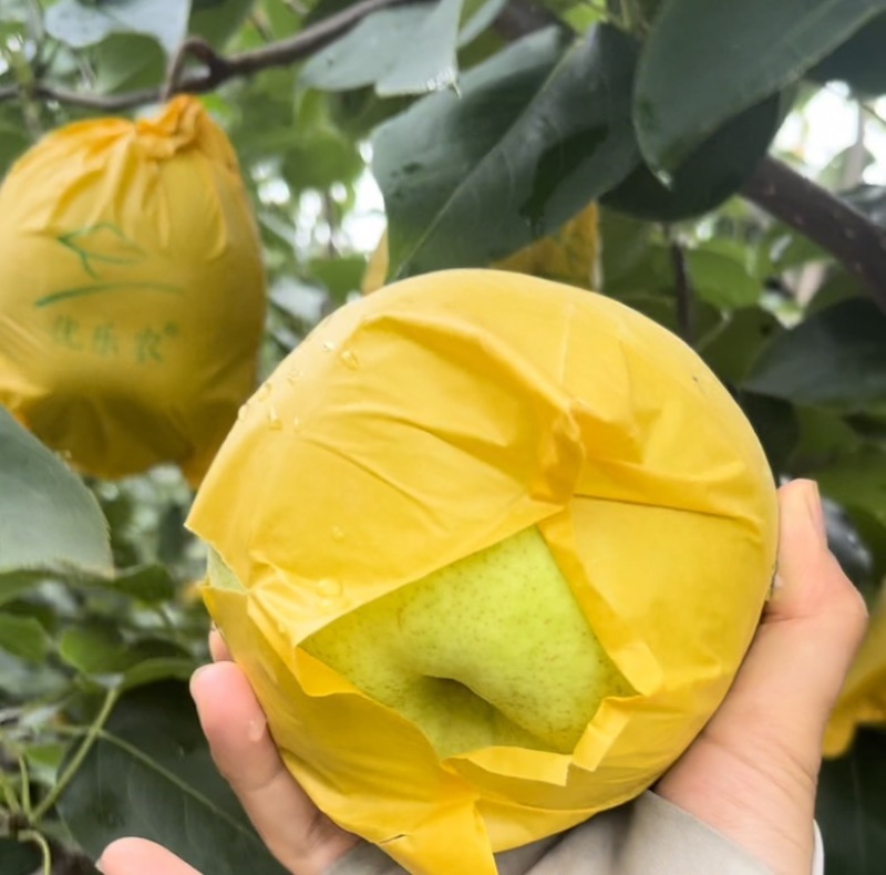 泸西高原梨，雪花梨，皮薄如纸，肉质脆嫩，汁多无渣。