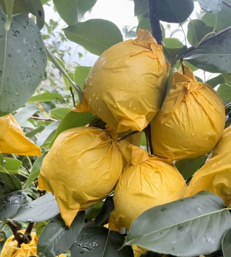 泸西高原梨，雪花梨，皮薄如纸，肉质脆嫩，汁多无渣。