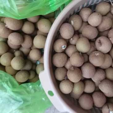 米易新鲜龙眼