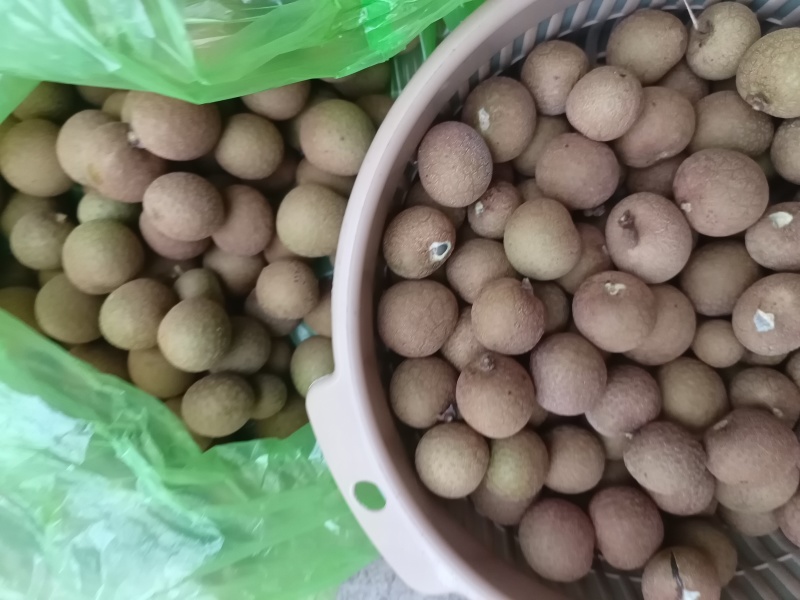 米易新鲜龙眼