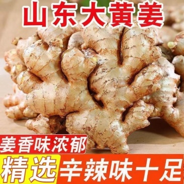 山东大黄姜小黄姜