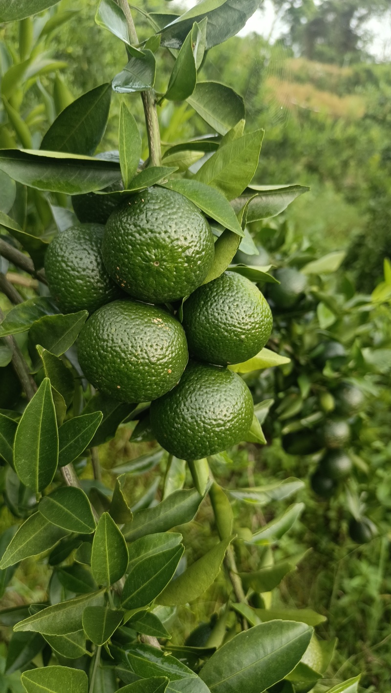 浦北茶枝柑，新会柑，陈皮柑