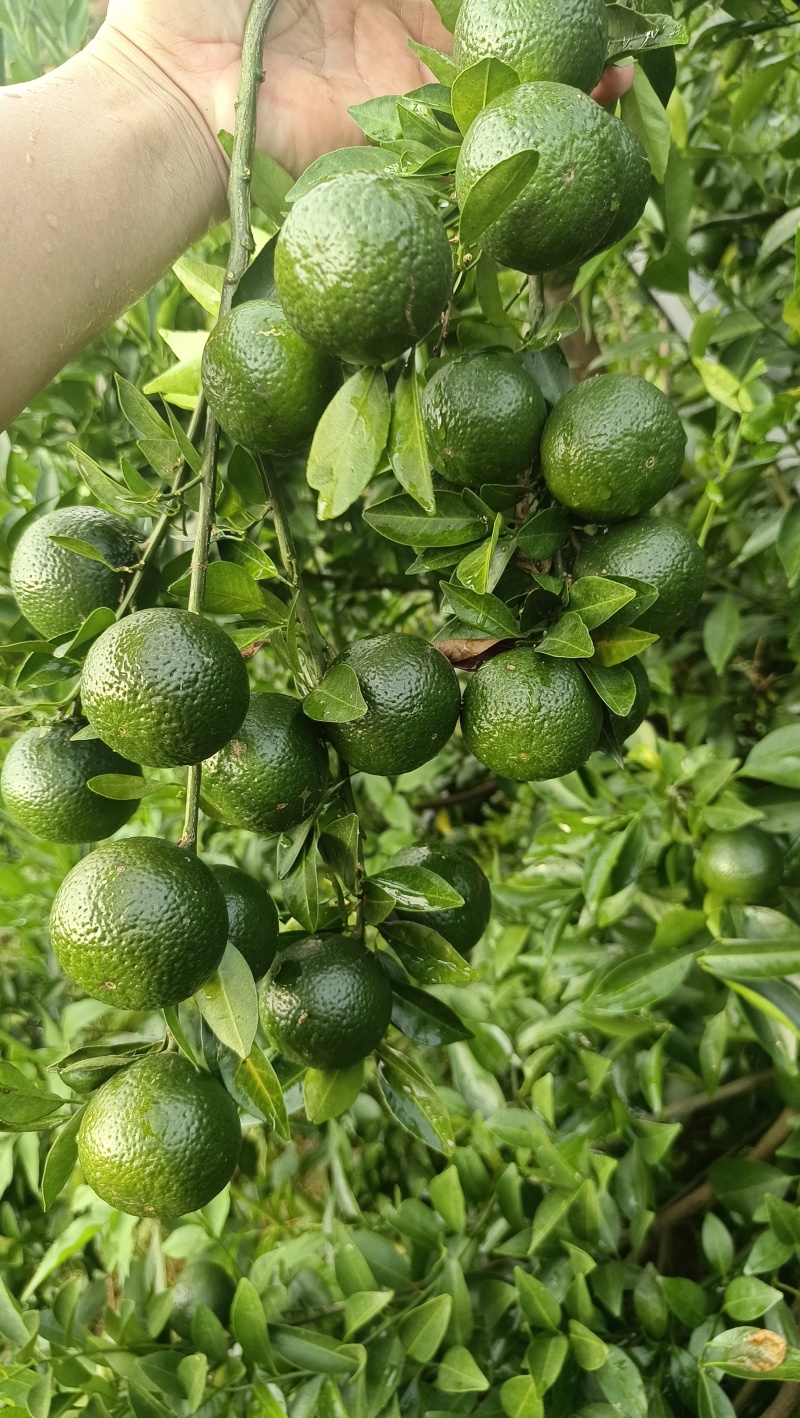 浦北茶枝柑，新会柑，陈皮柑