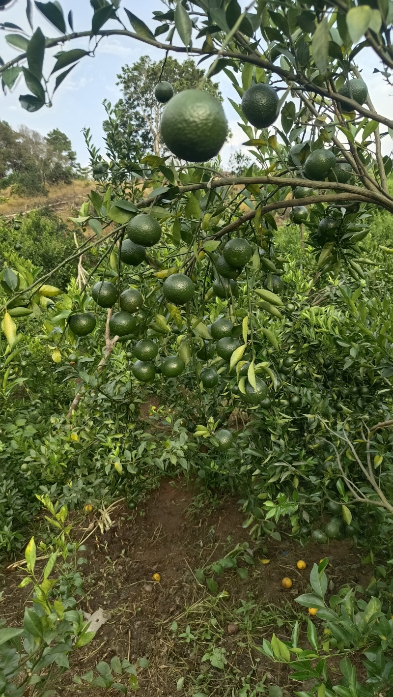 浦北茶枝柑，新会柑，陈皮柑