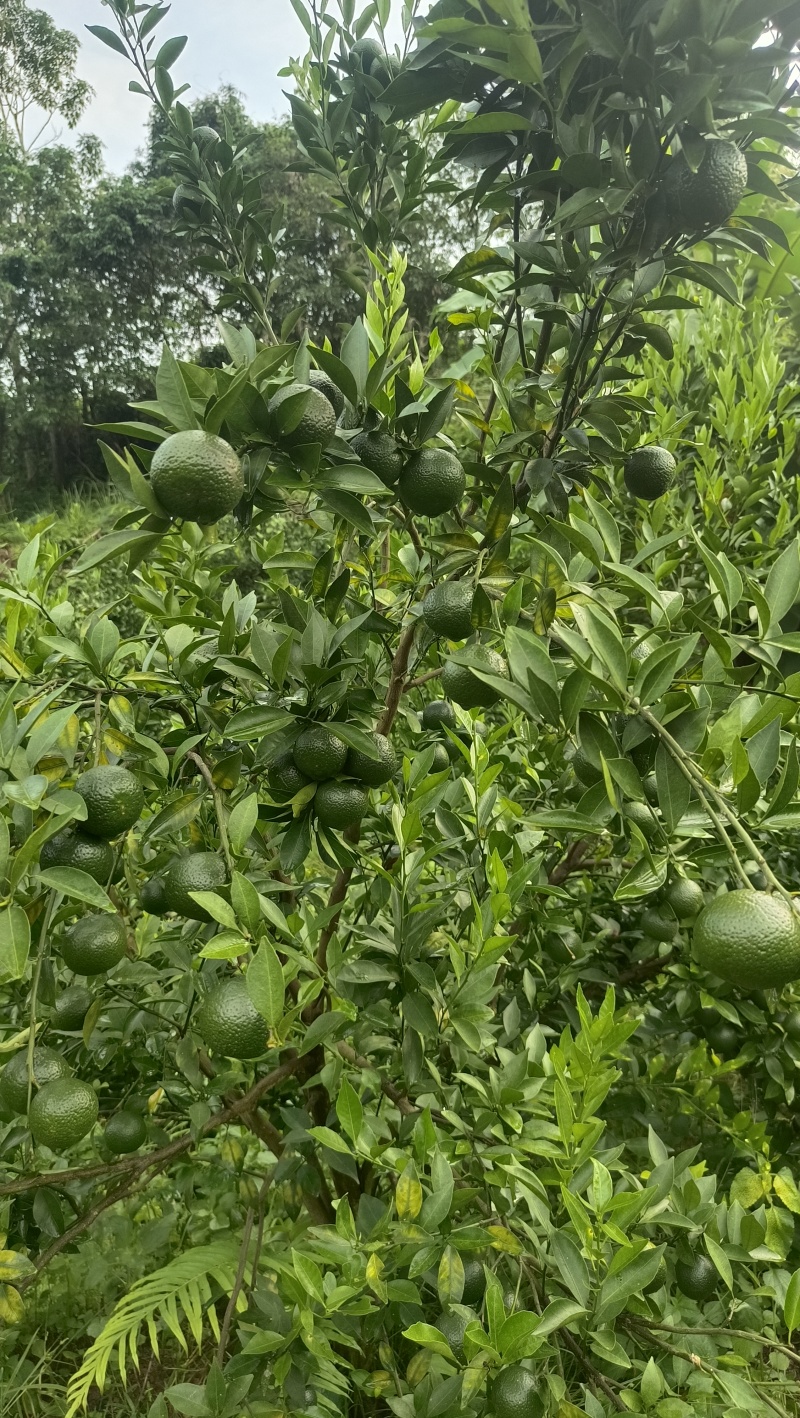 浦北茶枝柑，新会柑，陈皮柑