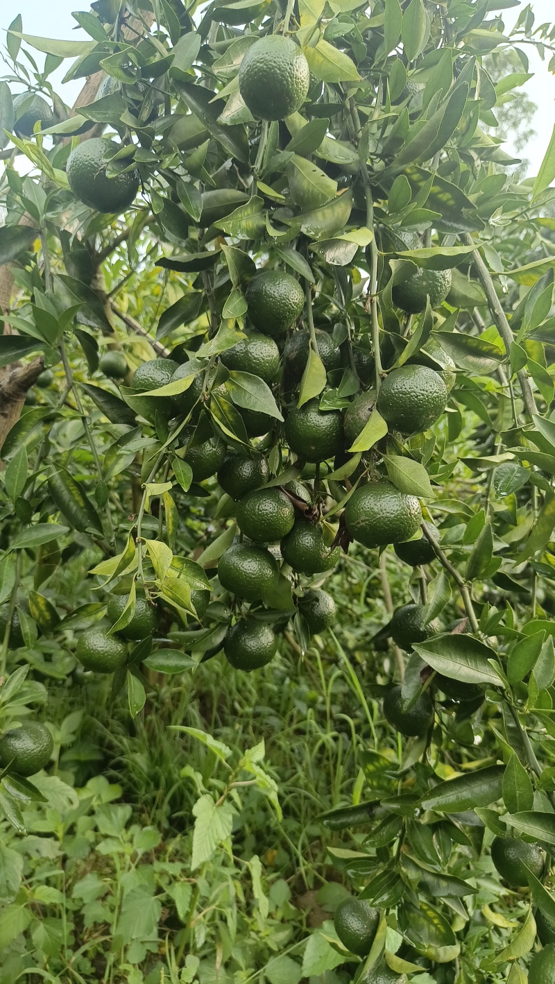 浦北茶枝柑，新会柑，陈皮柑
