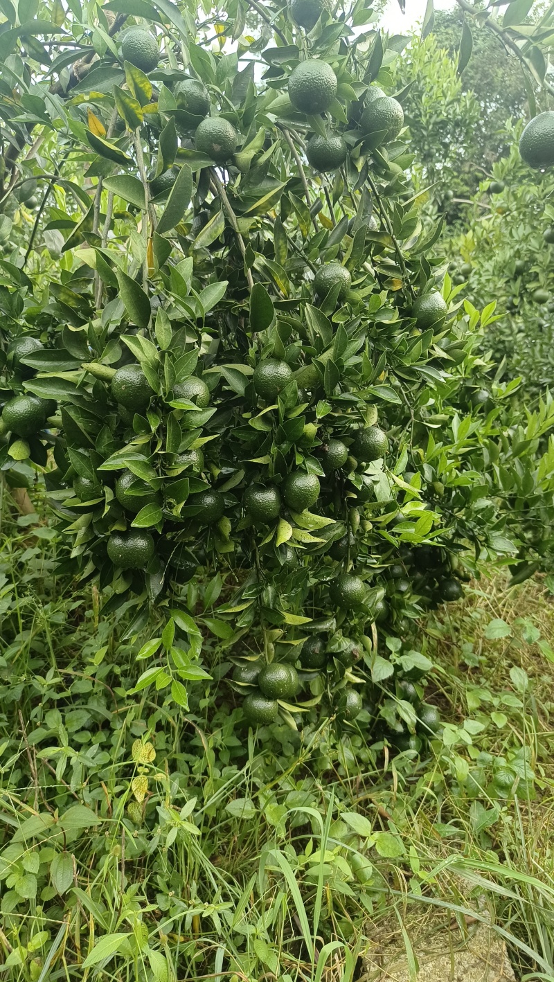 浦北茶枝柑，新会柑，陈皮柑