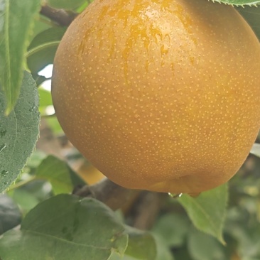 百里洲黄花梨