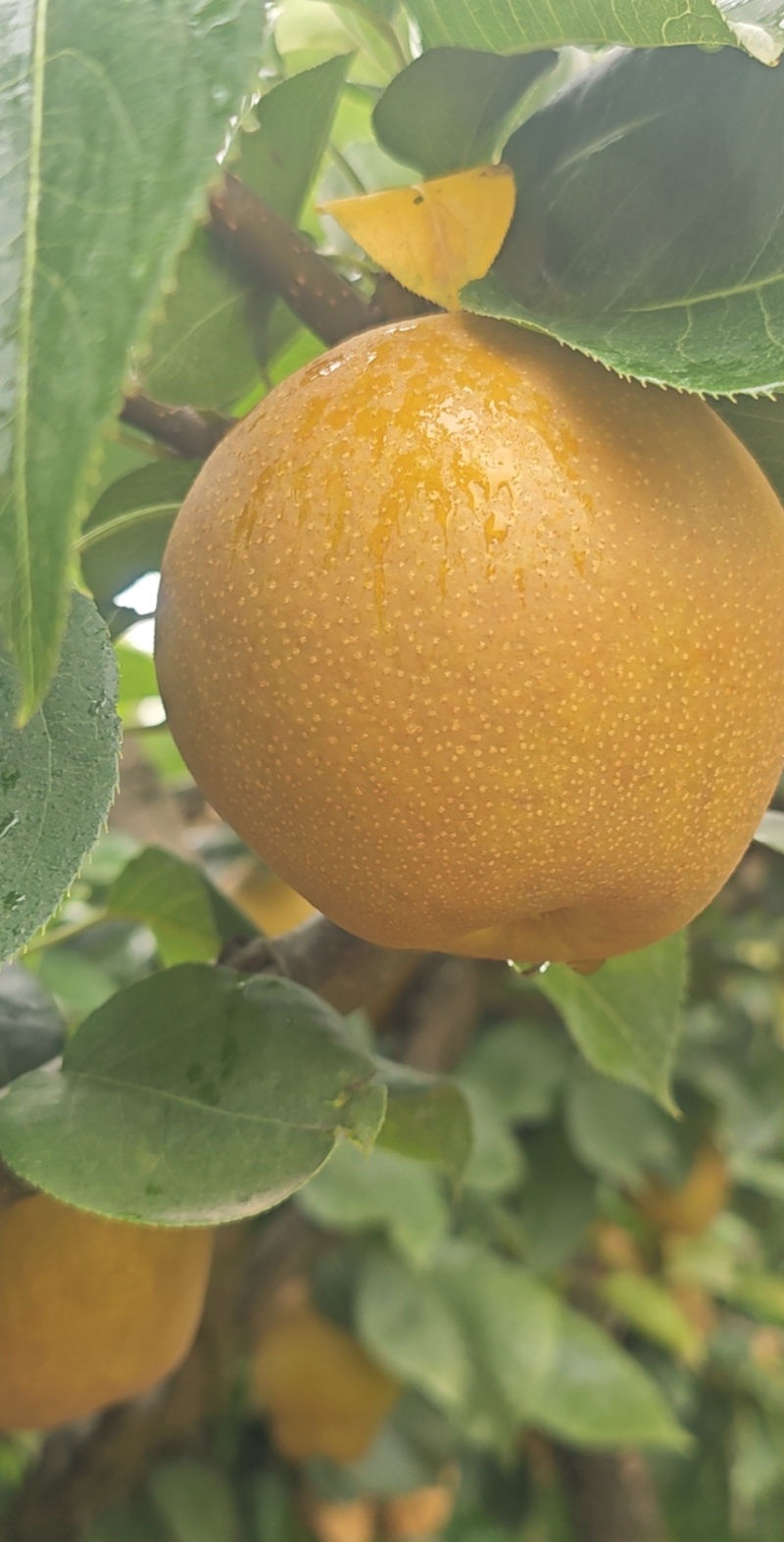 百里洲黄花梨