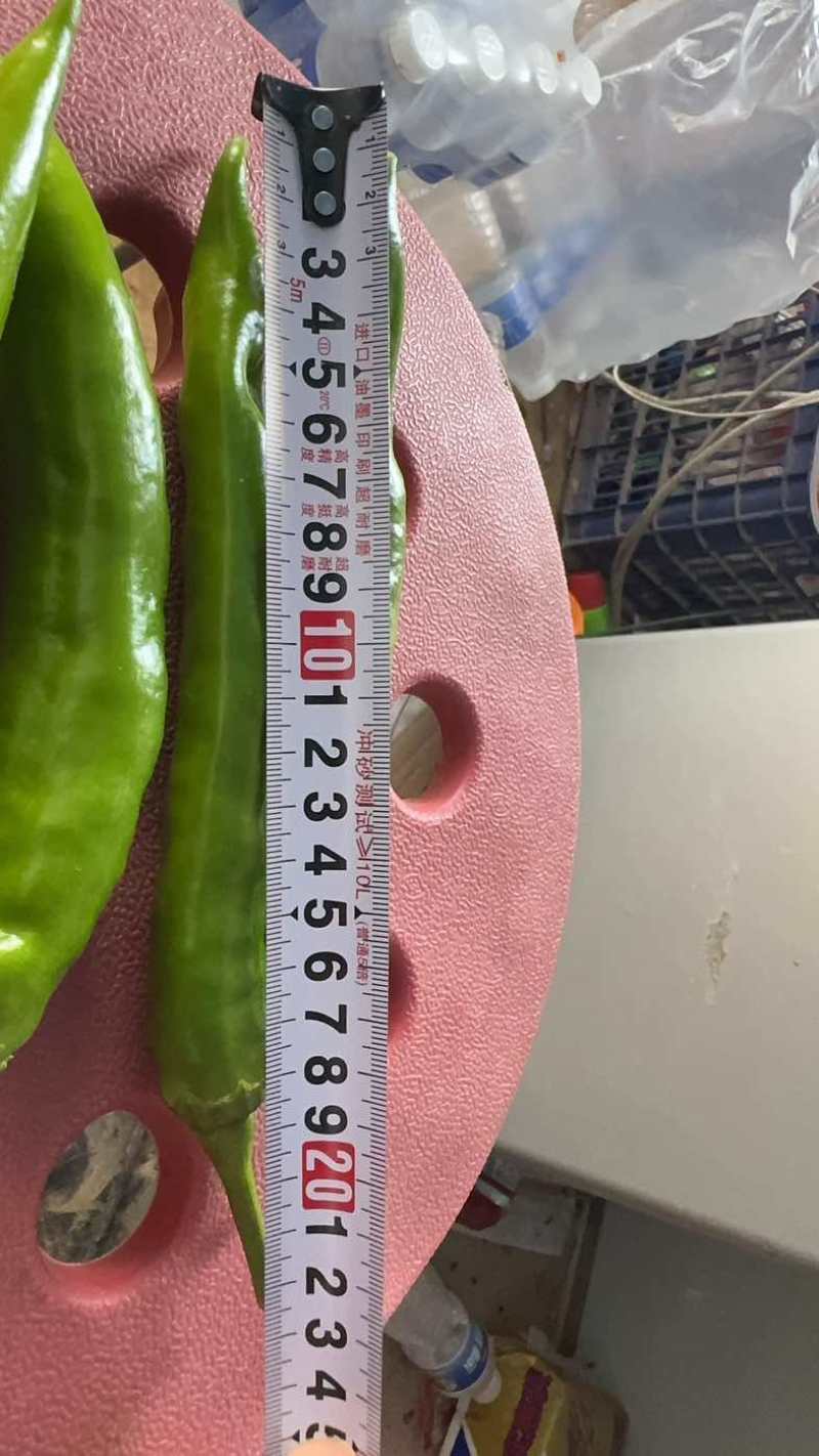 7寸红辣椒