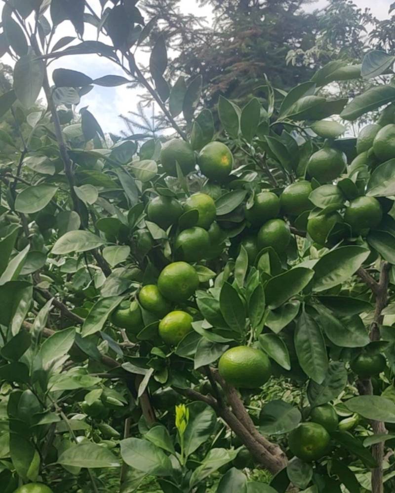 赣南蜜橘之乡，特早熟蜜橘
