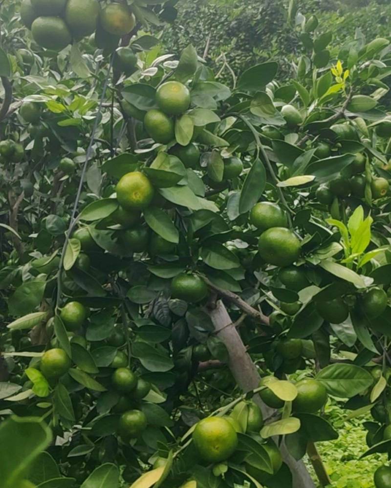 赣南蜜橘之乡，特早熟蜜橘