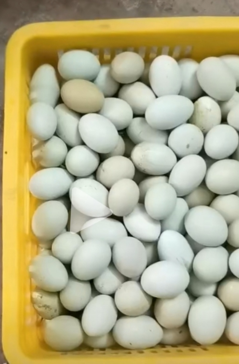 鸡场源头供应批发优质乌鸡蛋，土鸡蛋，红心鸡蛋