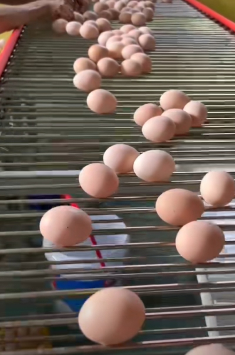 鸡场源头供应批发优质乌鸡蛋，土鸡蛋，红心鸡蛋