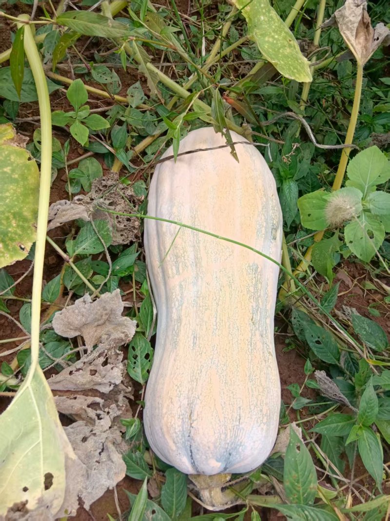 南瓜