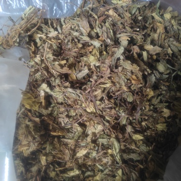 接骨草
