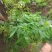 接骨草