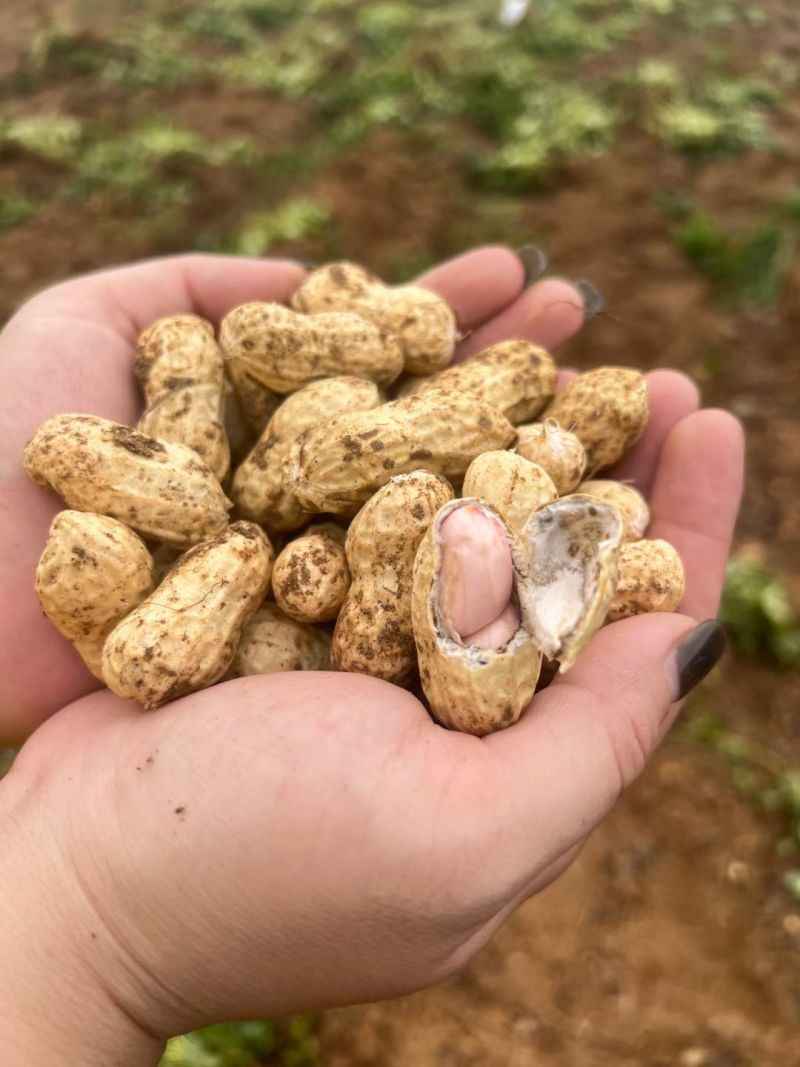 鲜花生，大白沙，四粒红