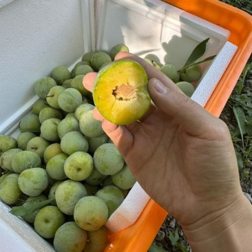 汶川青脆李
