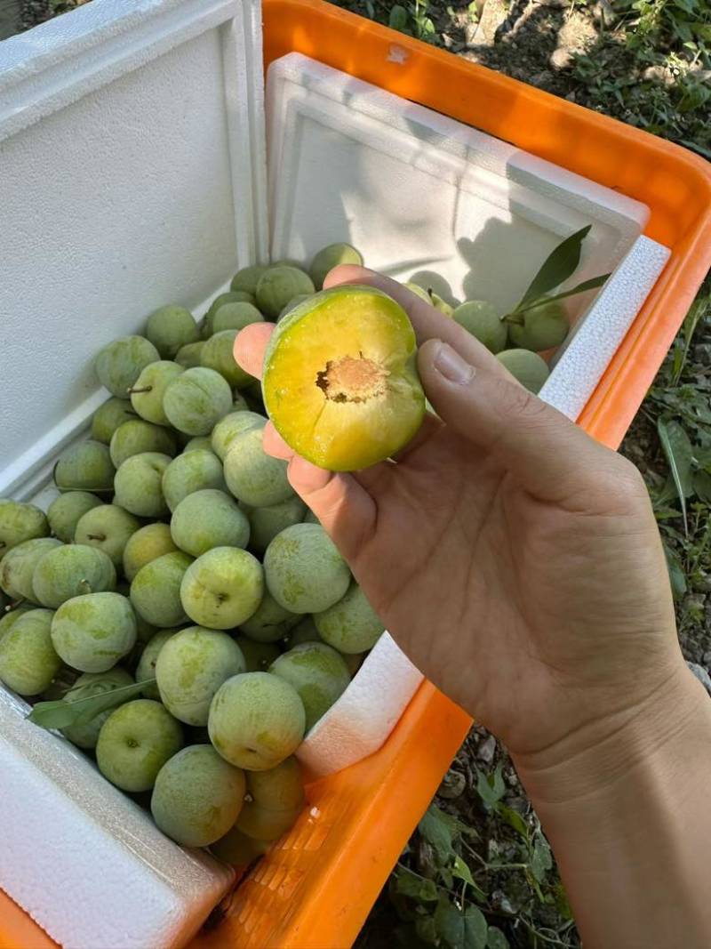 汶川青脆李