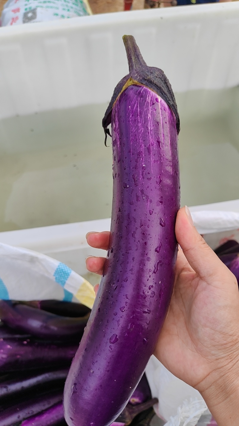 长茄子，紫色