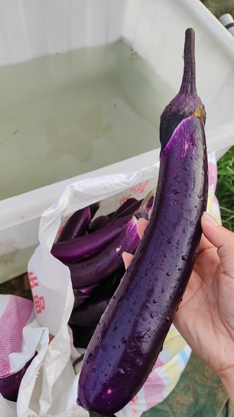 长茄子，紫色