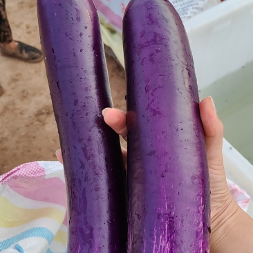 长茄子，紫色