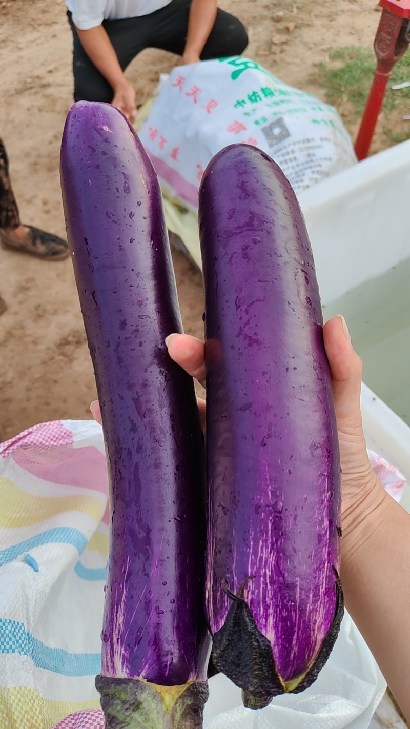 长茄子，紫色