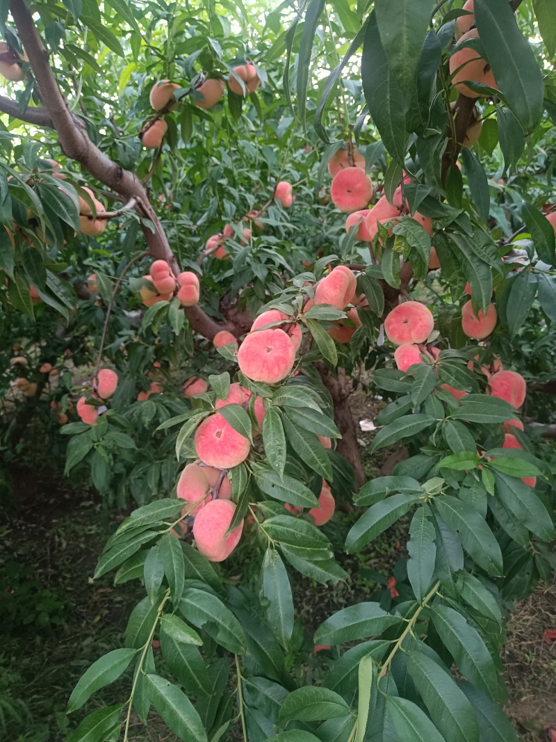 红毛蟠桃