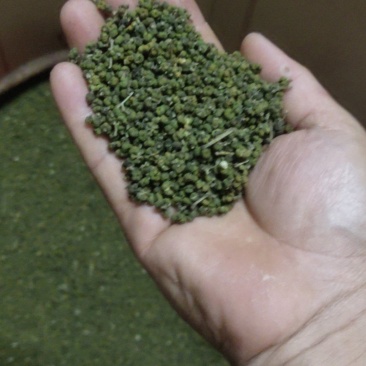 吴茱萸