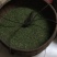 吴茱萸