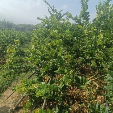 香水柠檬