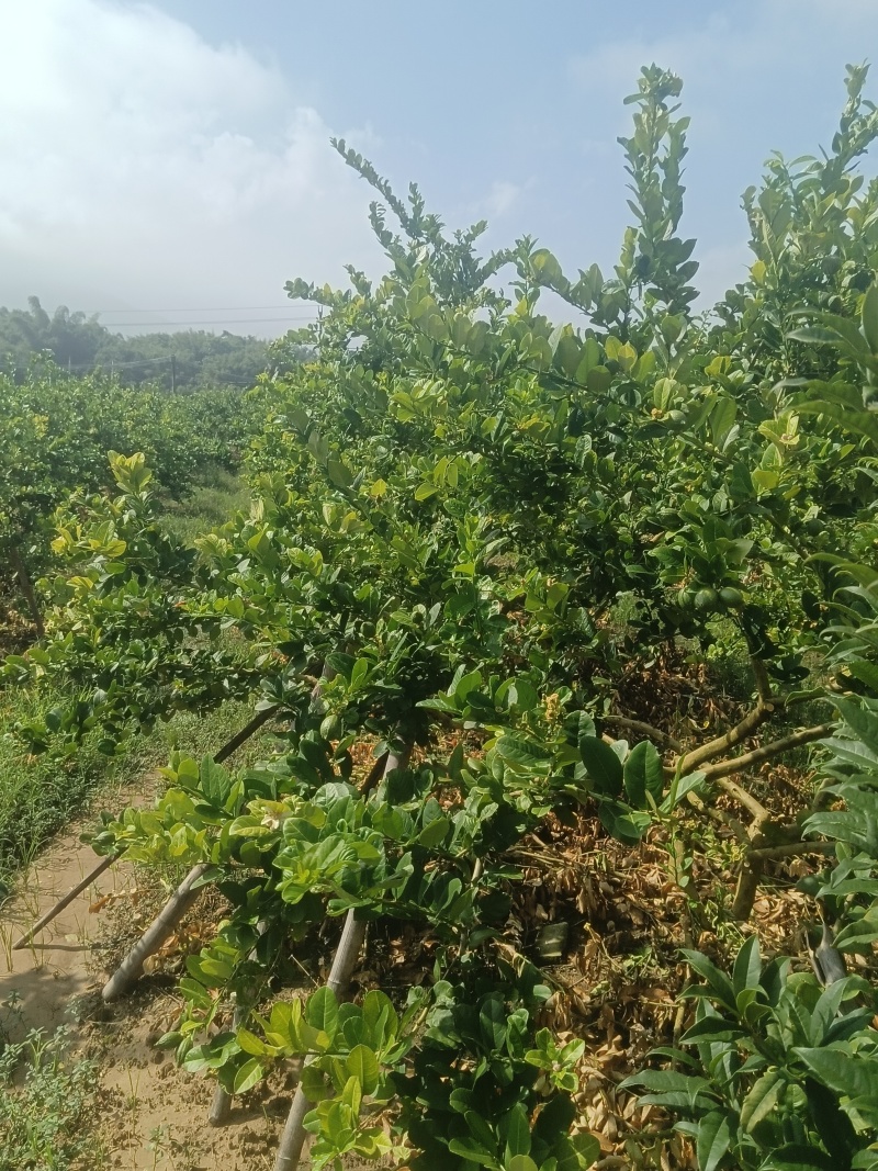 香水柠檬