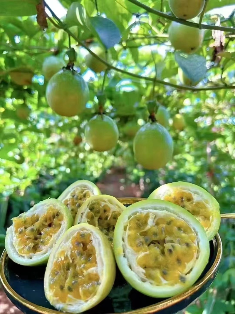 百香果