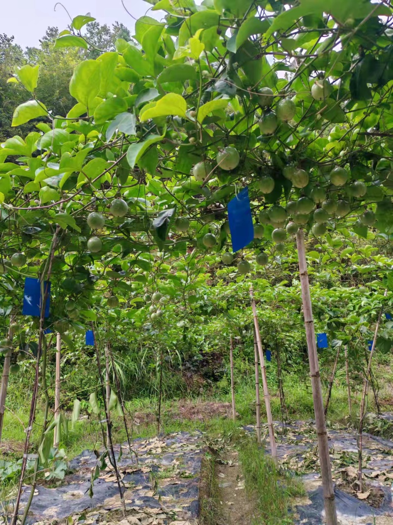 百香果
