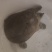 甲鱼