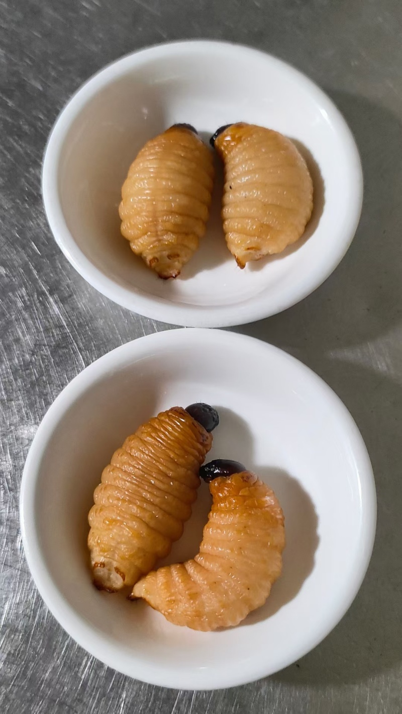 竹笋虫：活虫、熟冻虫