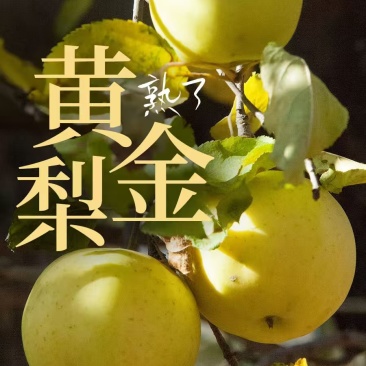湖北恩施黄金梨