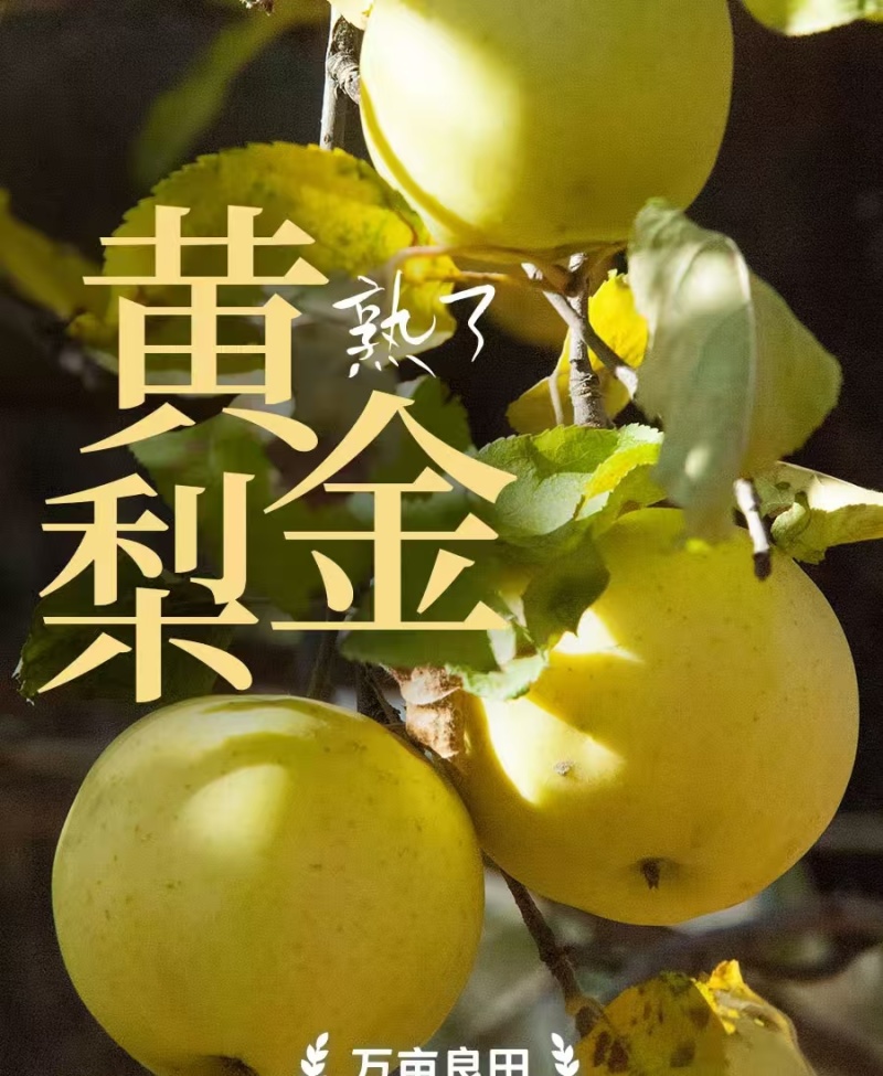 湖北恩施黄金梨
