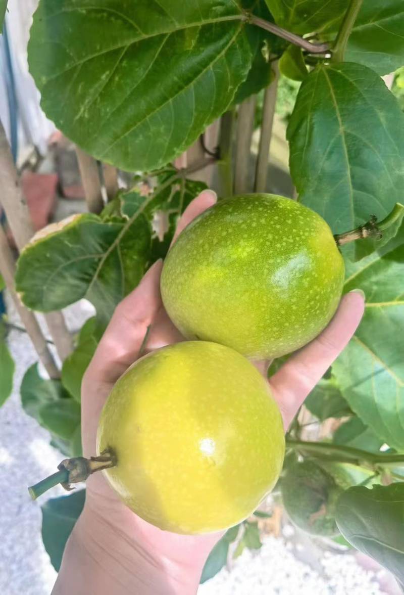 百香果有特大有中果。大果