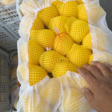 山东蒙阴黄桃